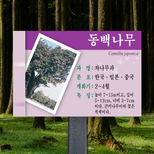 수목표찰 고정형 180x120 스틸검정 보라 사각 꽂이형