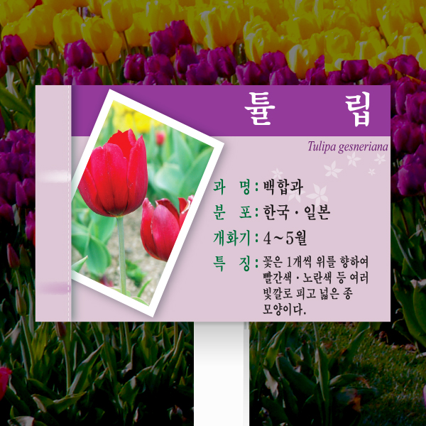 수목표찰 고정형 180x120 포맥스대 보라 사각 꽂이형