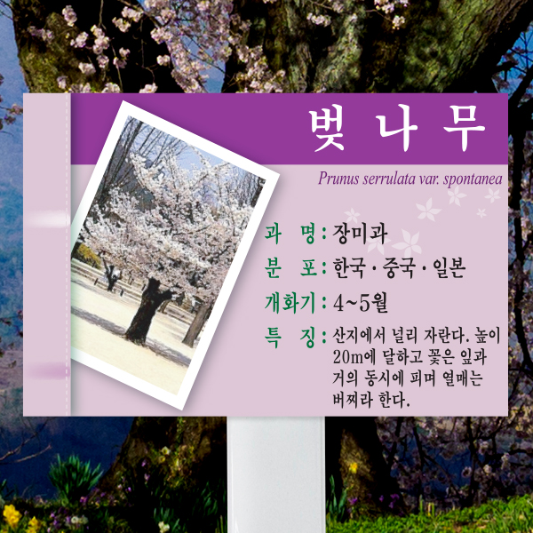 수목표찰 고정형 225x150 스틸대 보라사각 꽂이형