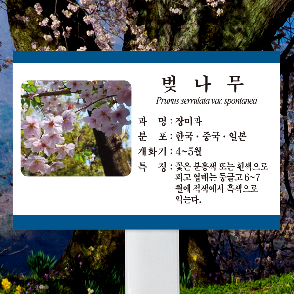 수목표찰 고정형 225x150 스틸대 청록색띠 사각 꽂이형