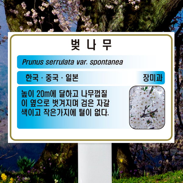 수목표찰 고정형 225x150 스틸대 하늘색 사각 꽂이형