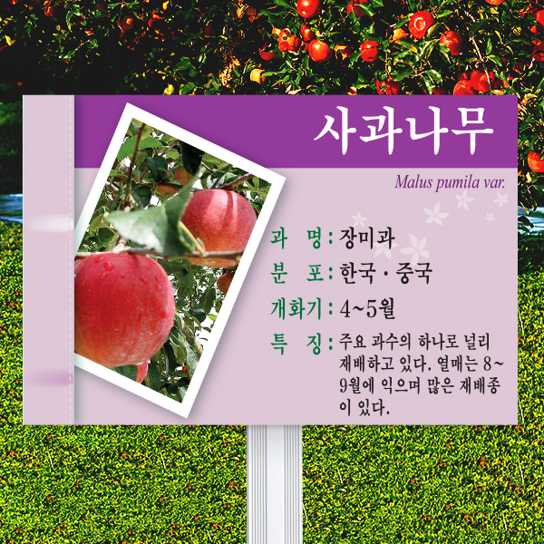 수목표찰 고정형 225x150 알루미늄대 보라 사각 꽂이형
