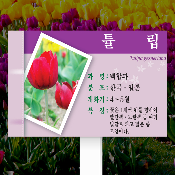 수목표찰 고정형 225x150 포맥스대 보라 사각 꽂이형