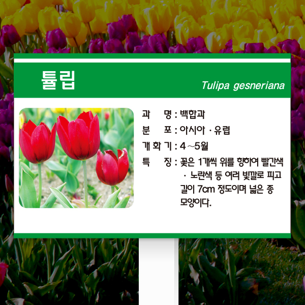 수목표찰 고정형 225x150 포맥스대 초록3띠 사각 꽂이형