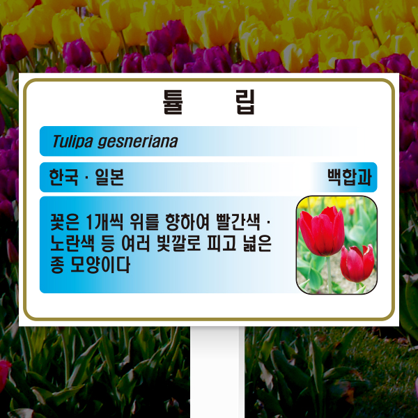 수목표찰 고정형 225x150 포맥스대 하늘색 사각 꽂이형