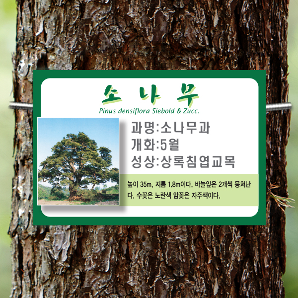 수목표찰 부착형 225x150 녹색테두리 걸이형 나무이름표