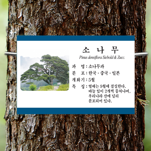수목표찰 부착형 225x150 청록색띠사각 걸이형 나무이름표