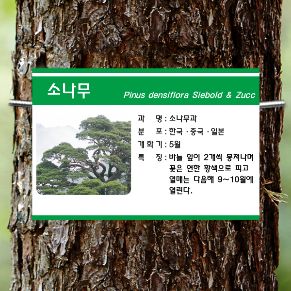 수목표찰 부착형 225x150 초록3띠 사각 걸이형 나무이름표