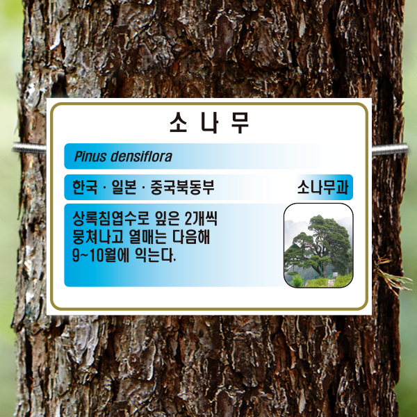 수목표찰 부착형 225x150 하늘색사각 걸이형 명패