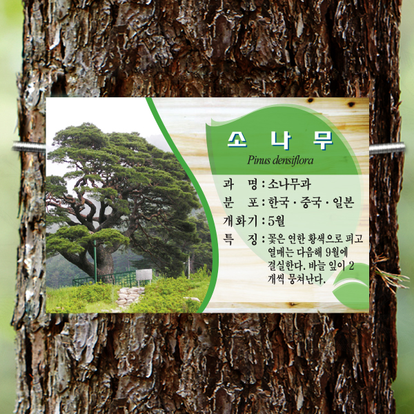 수목표찰 부착형 225x150 미송사각 걸이형 명패