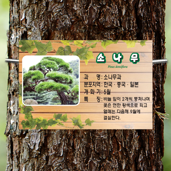 수목표찰 부착형 225x150 덩굴사각 걸이형 명패