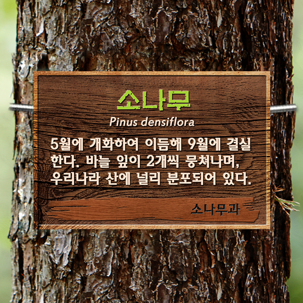 수목표찰 부착형 225x150 우드효과 사각 걸이형 나무이름표