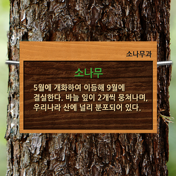 수목표찰 부착형 225x150 나무무늬효과 걸이형 명패