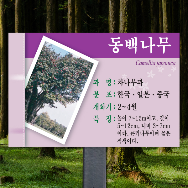 수목표찰 고정형 225x150 스틸검정 보라 사각 효과 꽂이형