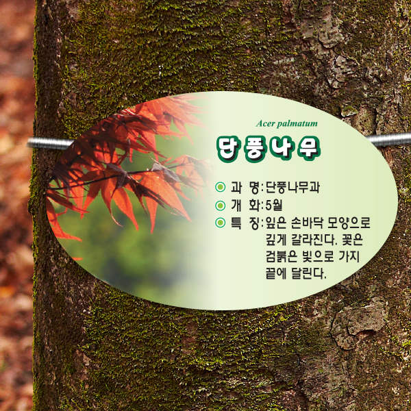 수목표찰 부착형 264x165 포샵사진 타원 걸이형 명패