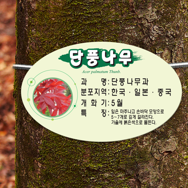 수목표찰 부착형 264x165 평붓체 타원 걸이형 명패
