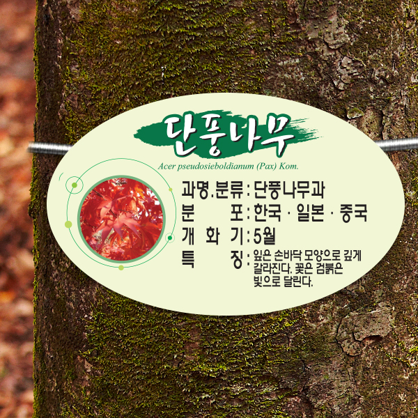수목표찰 부착형 264x165 단아체 타원 걸이형 명패