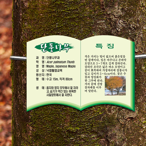 수목표찰 부착형 233x165 책모양 걸이형 나무이름표