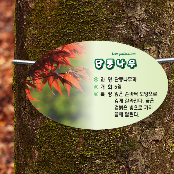 수목표찰 부착형 200x125 포샵사진 타원 걸이형 명패