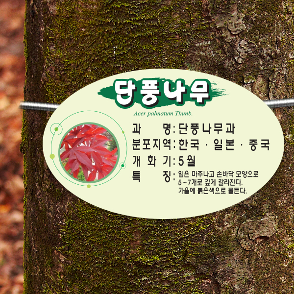 수목표찰 부착형 200x125 평붓체 타원 걸이형 명패