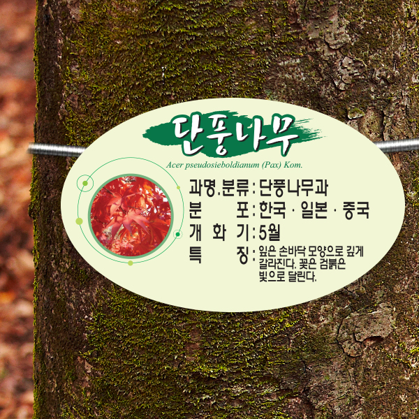 수목표찰 부착형 200x125 단아체 타원 걸이형 명패
