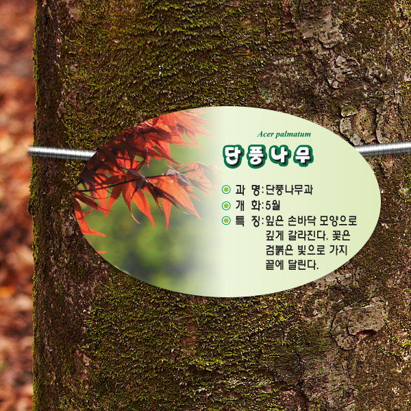 수목표찰 부착형 160x100 포샵사진 타원 걸이형 명패