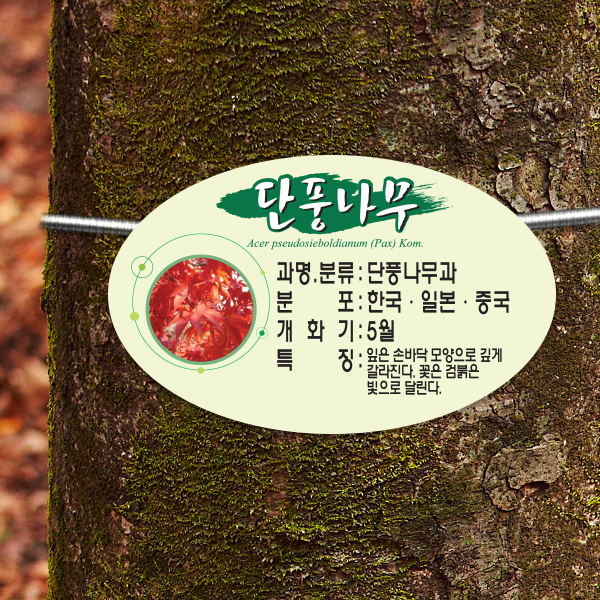 수목표찰 부착형 160x100 단아체 타원 걸이형 명패