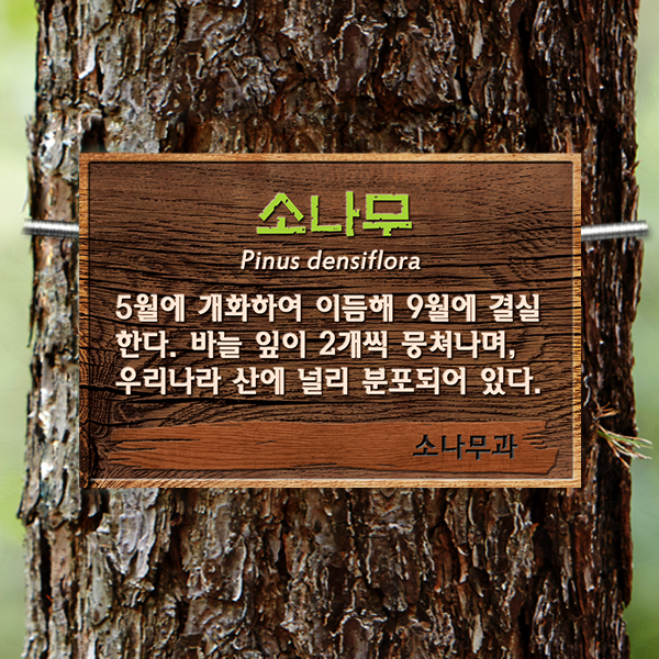 수목표찰 부착형 180x120 우드효과 사각 걸이형 명패