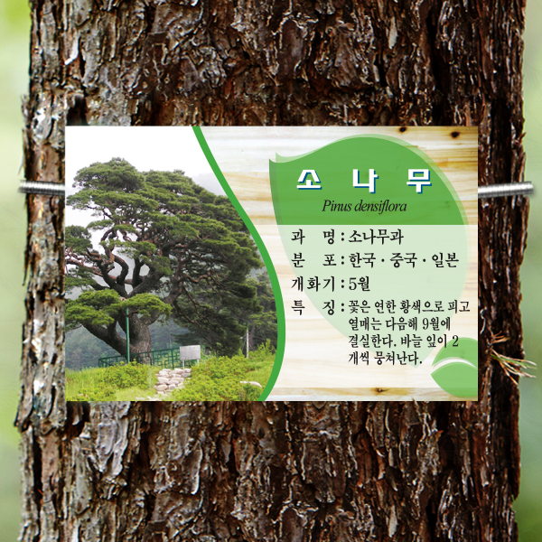 수목표찰 부착형 180x120 미송 사각 걸이형 나무이름표