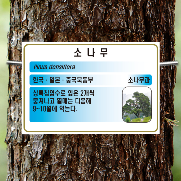 수목표찰 부착형 180x120 하늘색 사각 걸이형 명패