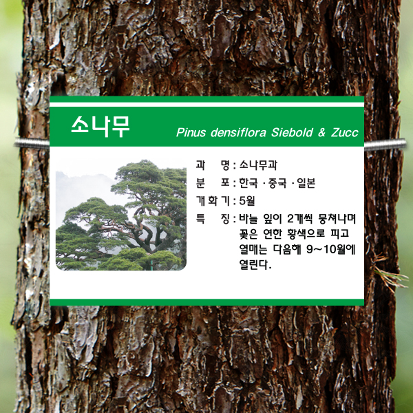 수목표찰 부착형 180x120 초록3띠 사각 걸이형 명패