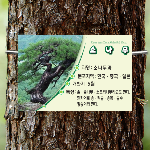 수목표찰 부착형 180x120 라운드 사각 걸이형 나무이름표