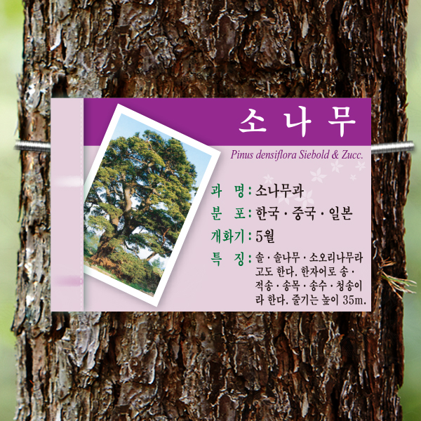 수목표찰 부착형 180x120 보라 사각 걸이형 나무이름표