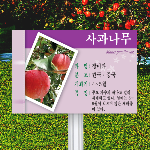 수목표찰 고정형 180x120 알루미늄대 보라 사각 꽂이형